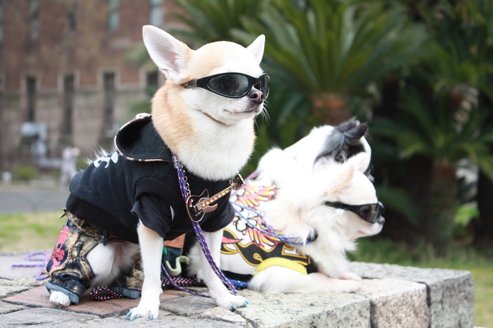 fashionable puppy